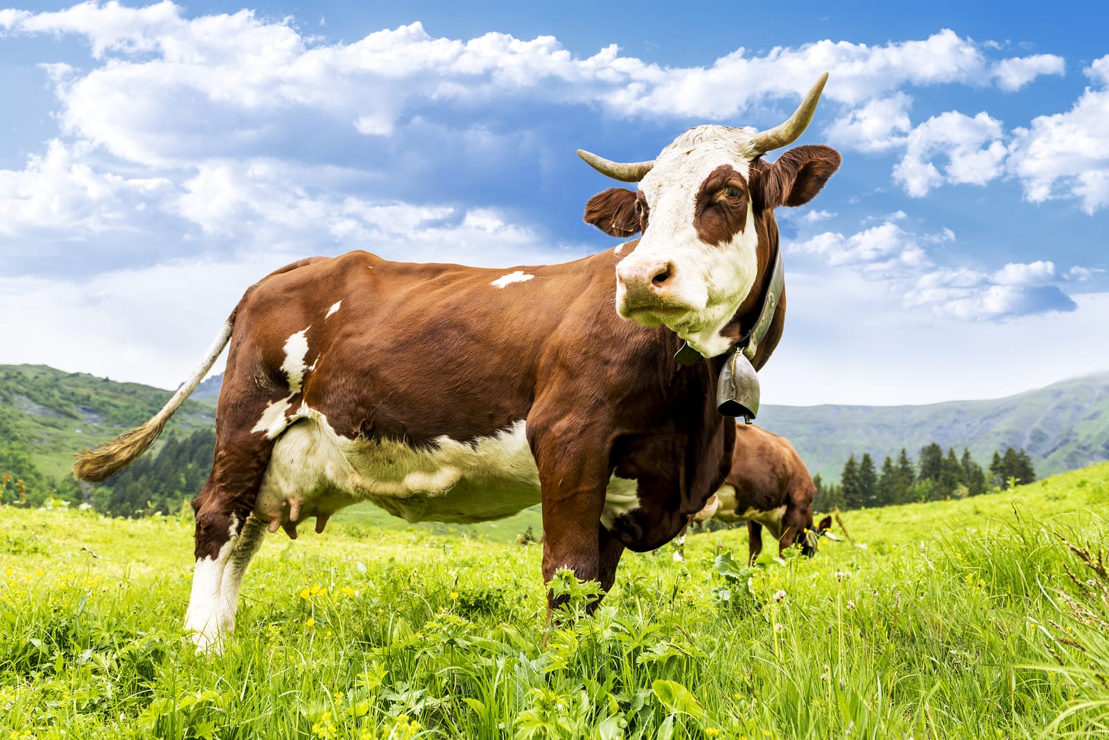 Cow Puns That’ll Tip You Over From Laughter