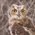 Owl Puns