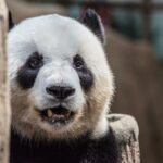 These Panda Puns are Un-Bearably Hilarious and Tons of Fun!
