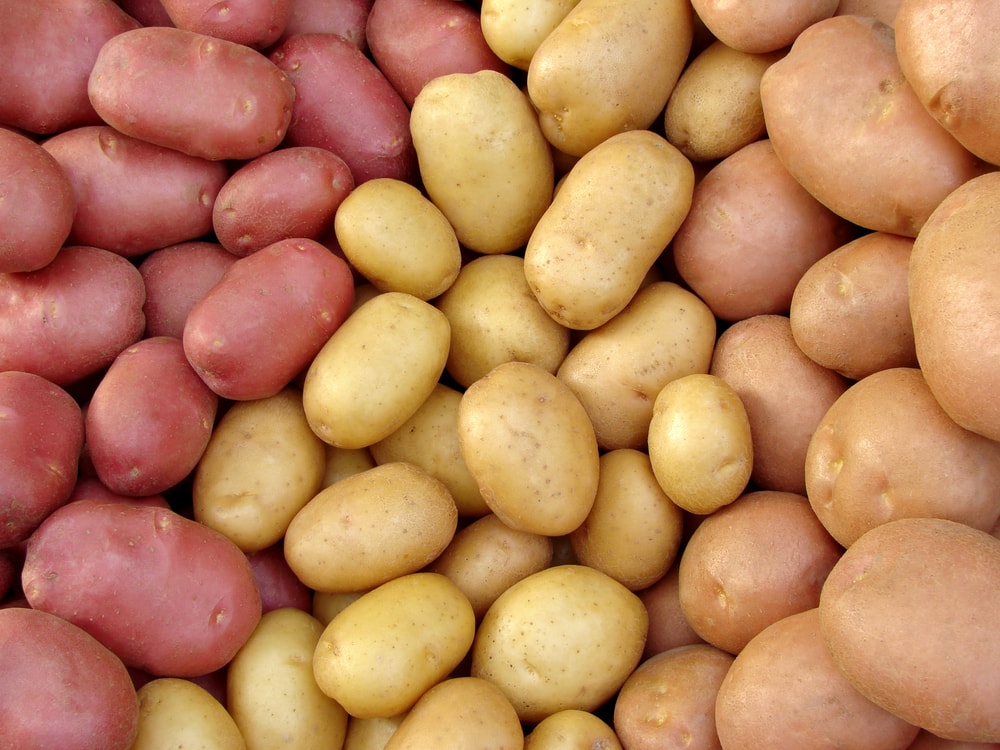 Potato Puns