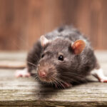 Check Out These Highly Under-Rated Rat Puns!