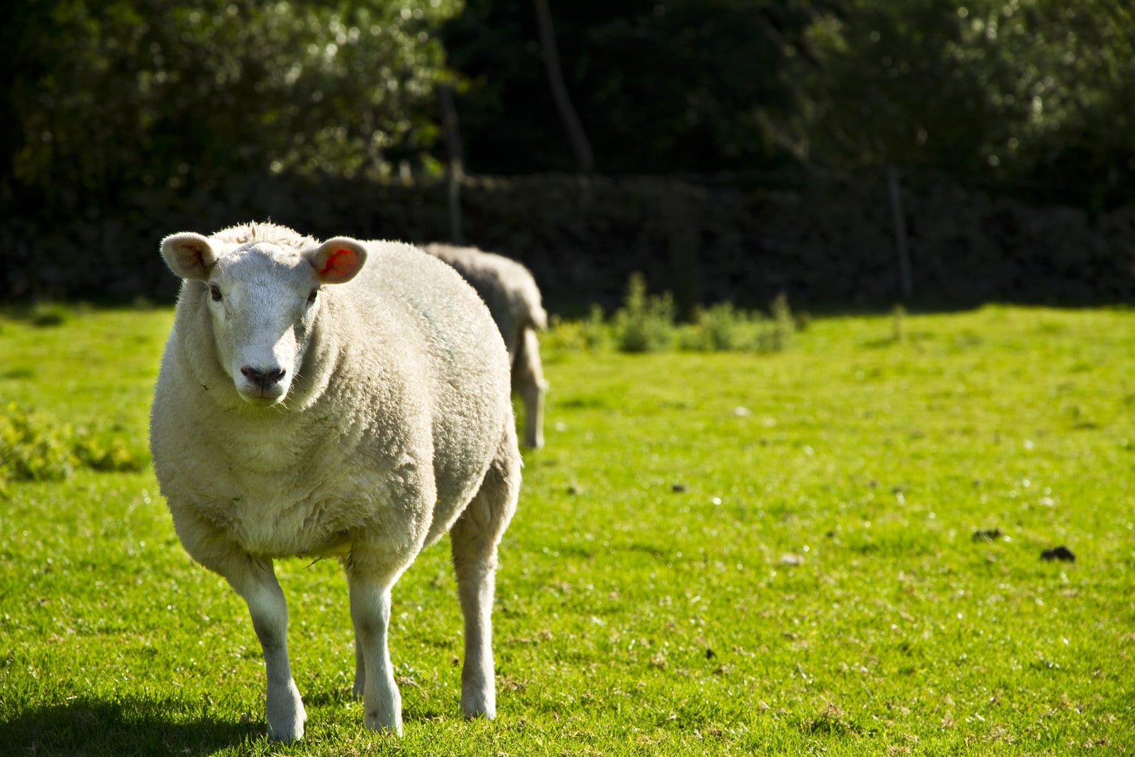 The Best Sheep Puns On The Internet