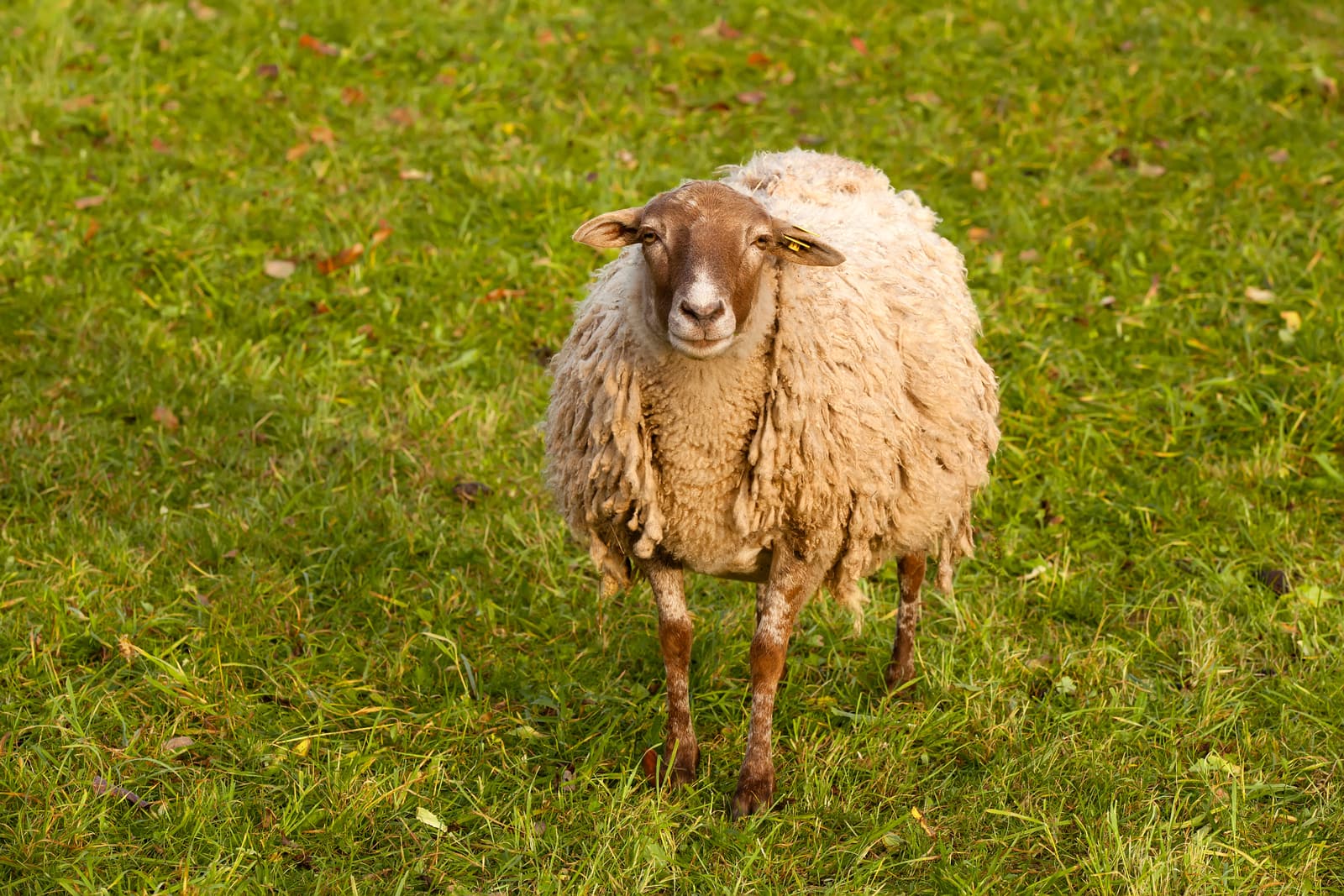 The Best Sheep Puns On The Internet